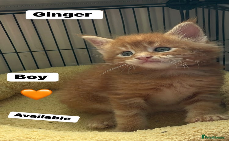 Maine Coon cats - Advert 1
