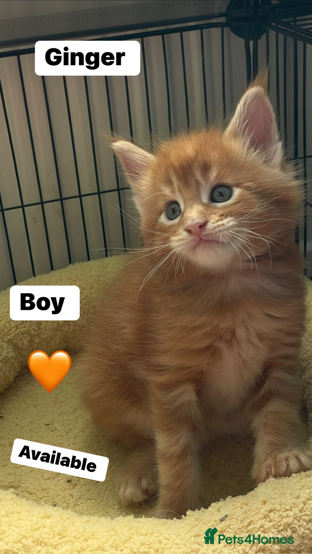 Maine Coon cats for sale: Maine Coon Kittens – Ready 18th October 🏡 - Image 1