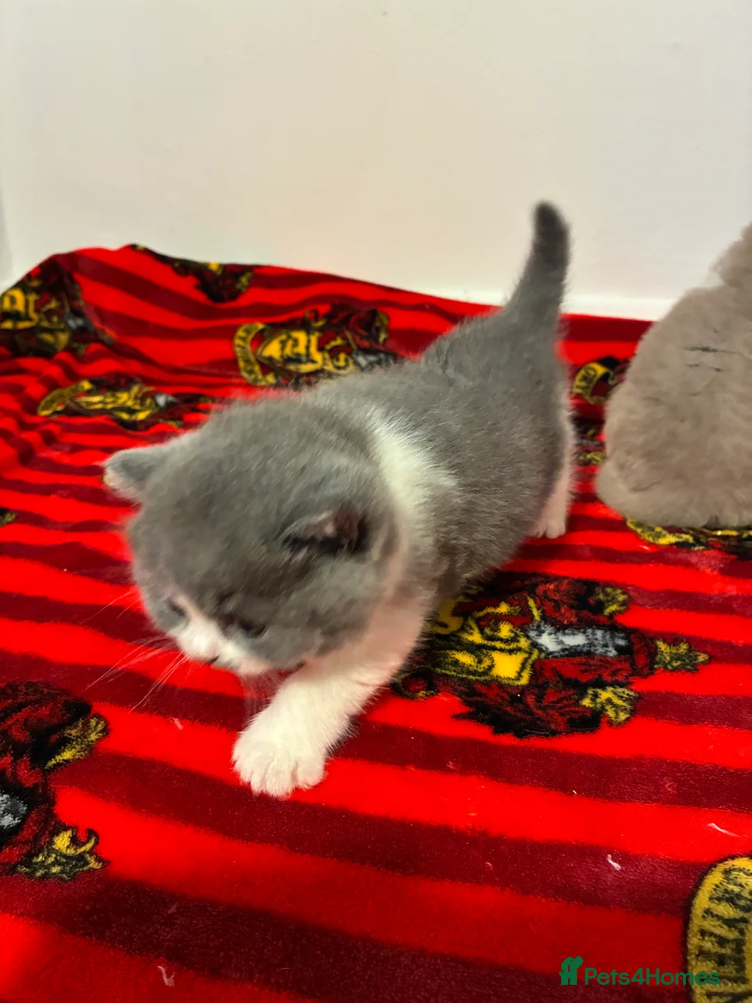 British Shorthair cats for sale: LAST 1 REMAINING BSH TICA KITTENS - Advert 8