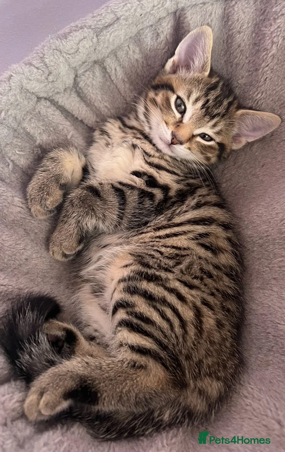 Bengal cats for sale: 4 beautiful half bengal kittens  - Advert 6