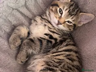 Bengal cats 4 beautiful half bengal kittens - Advert 5