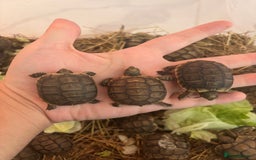 Tortoise reptiles for sale: Tortoise - Image 4