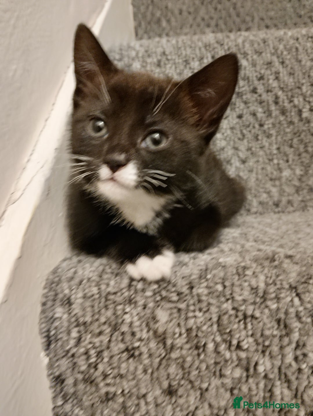 Mixed Breed cats for sale: 4 kittens black and white for homing - Advert 6