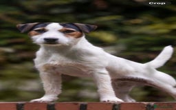 Parson Russell dogs for sale: KC Parsons Russell Puppies - Image 6