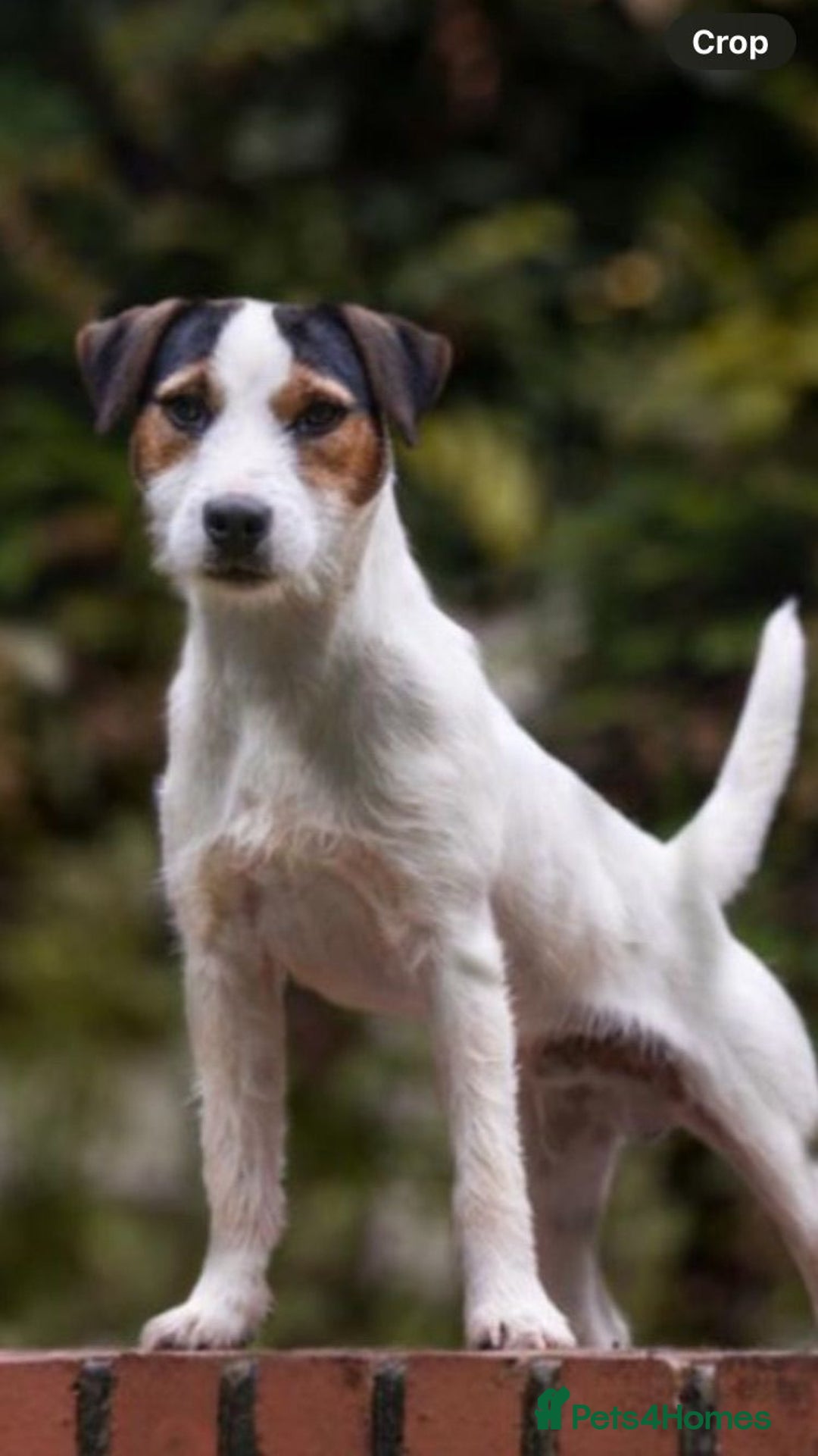 Parson Russell dogs for sale: KC Parsons Russell Puppies - Image 6