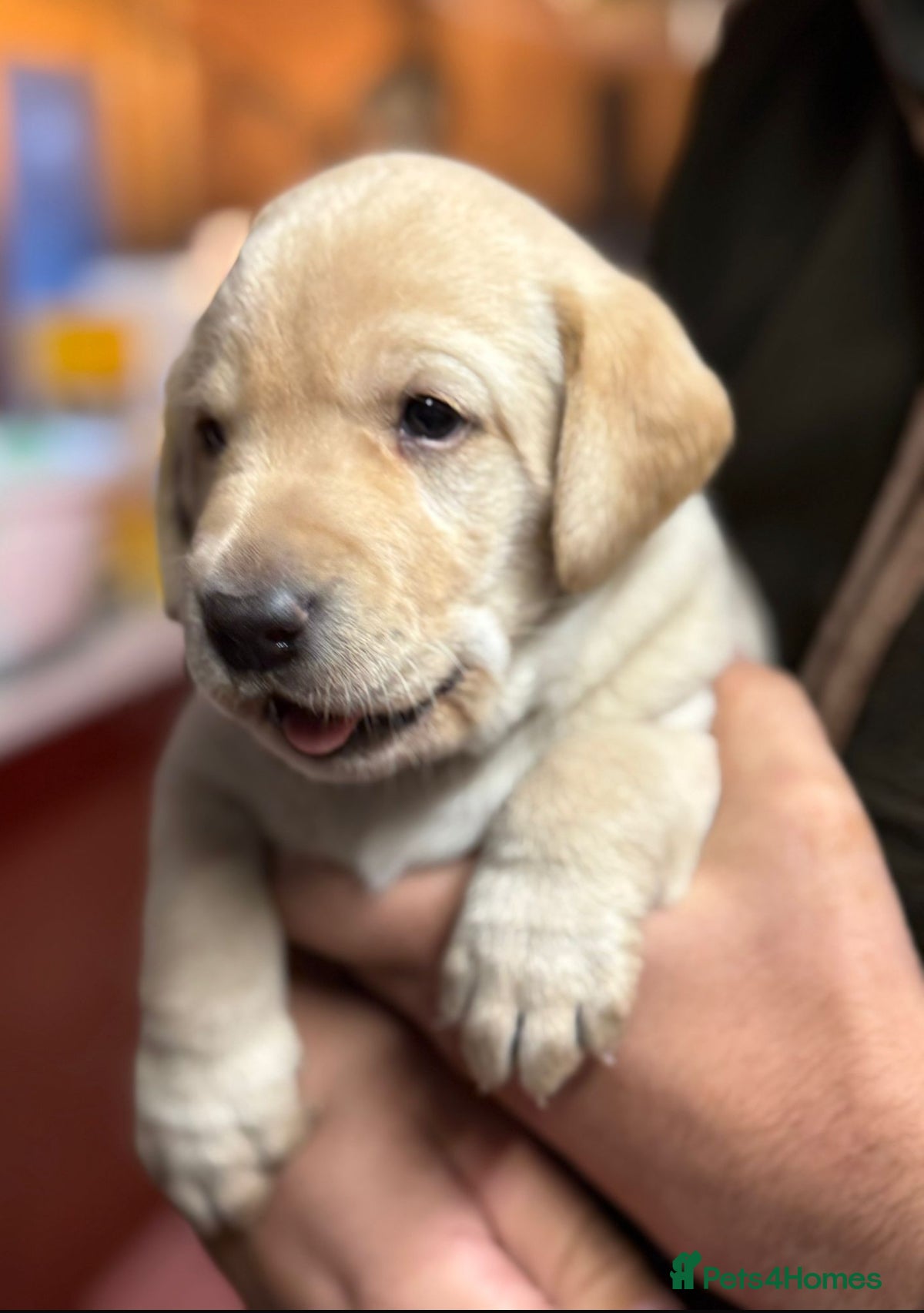 Labrador Retriever dogs SUPREME FULLY HEALTH CHECKED KC LABRADOR PUPPYS.  - Advert 8