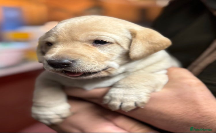 Labrador Retriever dogs Field Trial Champion Kc reg Labrador Puppies.  - Advert 6