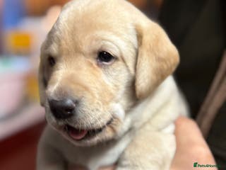 Labrador Retriever dogs SUPREME FULLY HEALTH CHECKED KC LABRADOR PUPPYS. - Advert 3