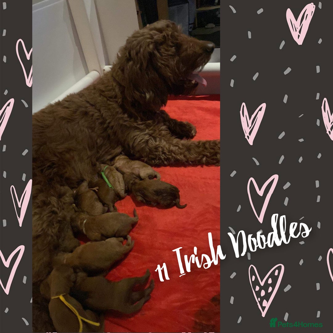 Cockapoo dogs for stud: Stunning proven KC reg Red Miniature Poodle in Cannock - Image 19