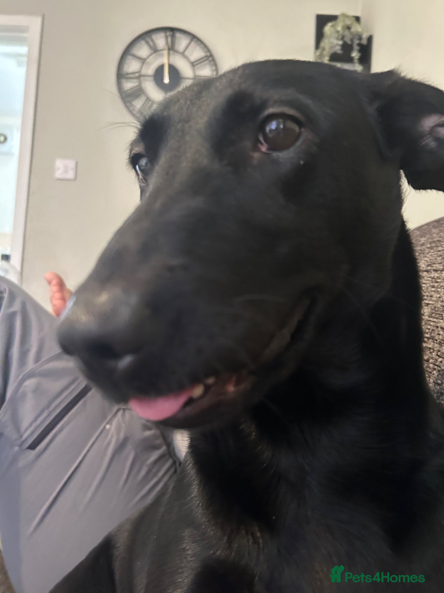 Mixed Breed dogs Malinois x Lab - Advert 2