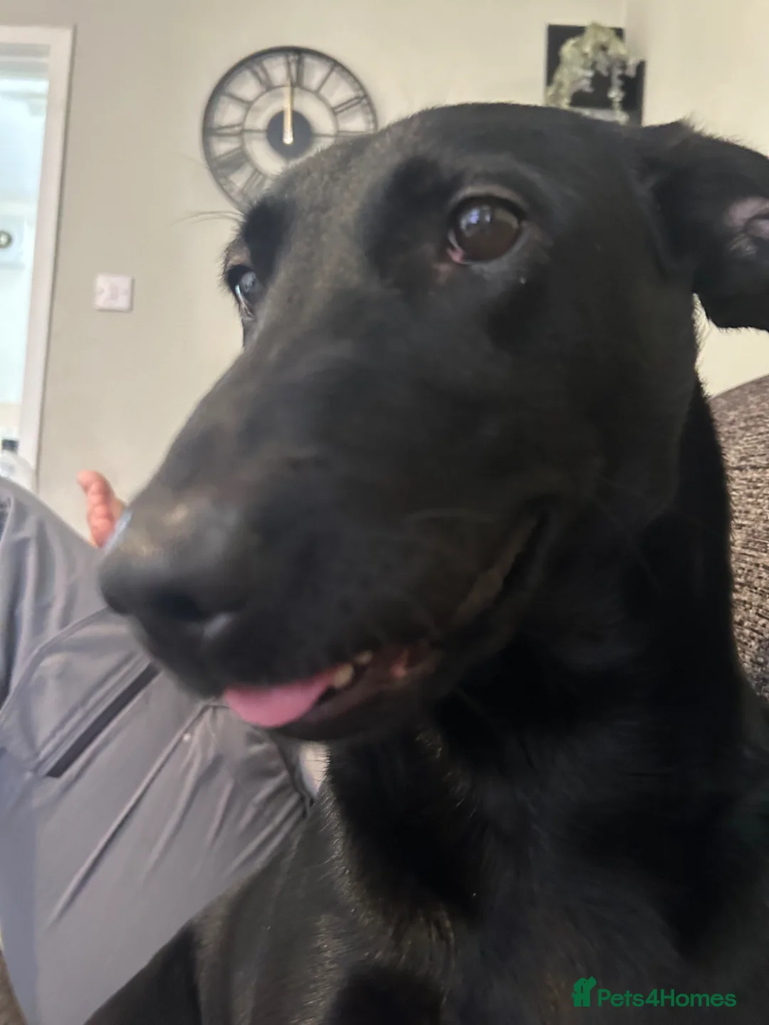 Mixed Breed dogs for adoption: Malinois x Lab - Advert 1