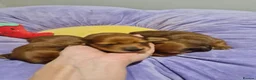 Miniature Dachshund dogs for sale: Pra clear-Beautiful miniature LG Dachshund pupps - Advert 21