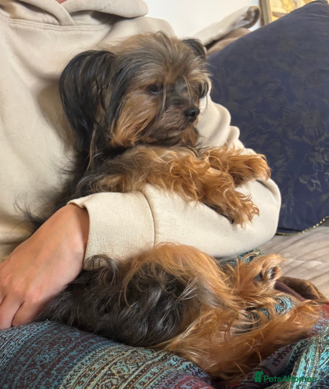 Yorkshire Terrier dogs for sale: ♥️ 2 Yorkshire Terrier girls ♥️  - Image 2