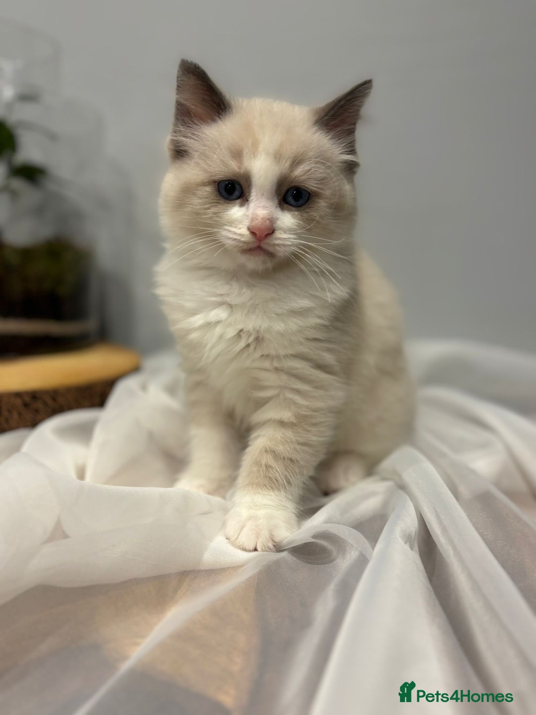 Ragdoll cats for sale: Purebred ragdoll kittens.1 girl & 3 boys-ready now - Advert 12