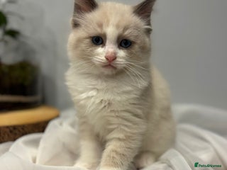 Ragdoll cats Purebred ragdoll kittens.1 boy left .ready now - Advert 16