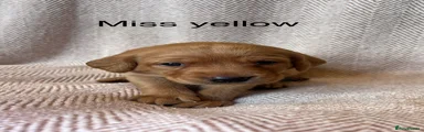 Miss Yellow