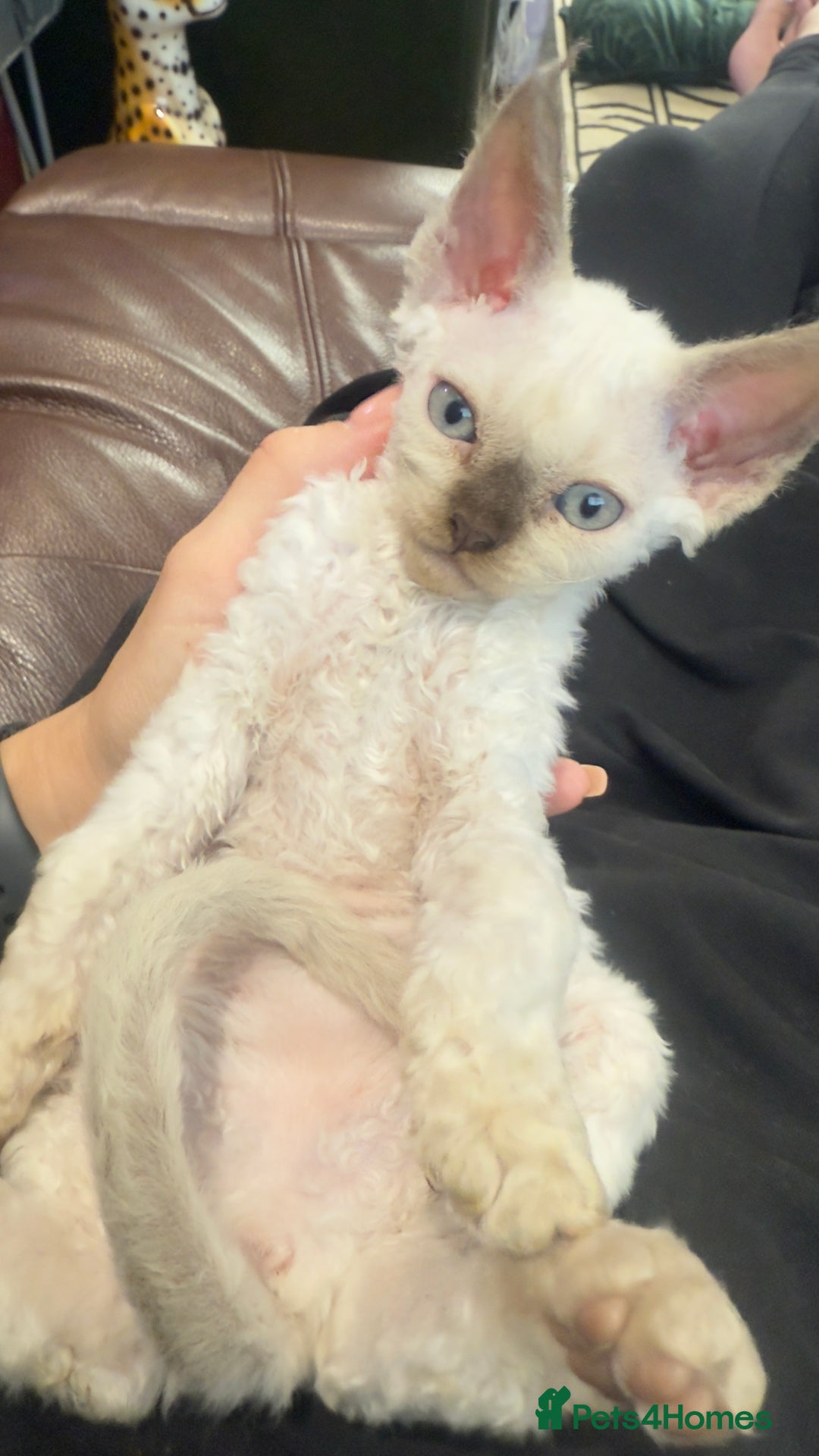 Devon Rex cats for sale: Beautiful GCCF registered girls  - Image 7