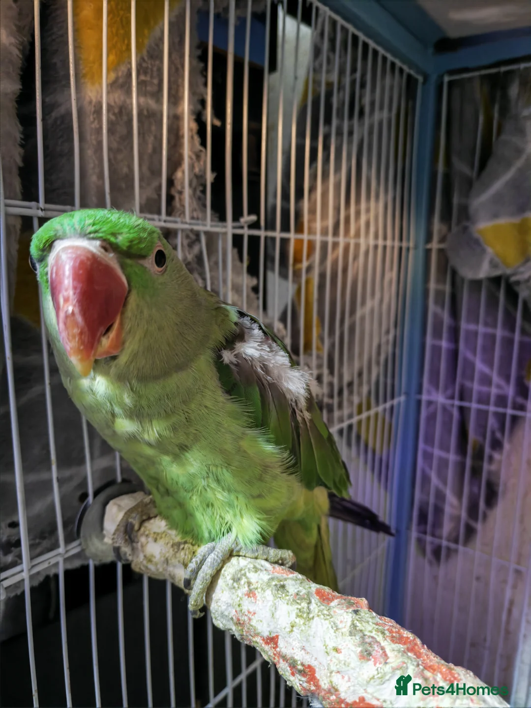 Parakeets birds for sale: Alexandrine parrot Female  in Leeds - Advert 1