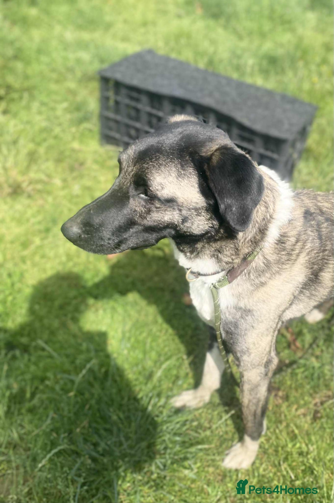 Mixed Breed dogs for adoption: HANK - 3 Years Old, Large Mixed Breed Boy - Advert 5