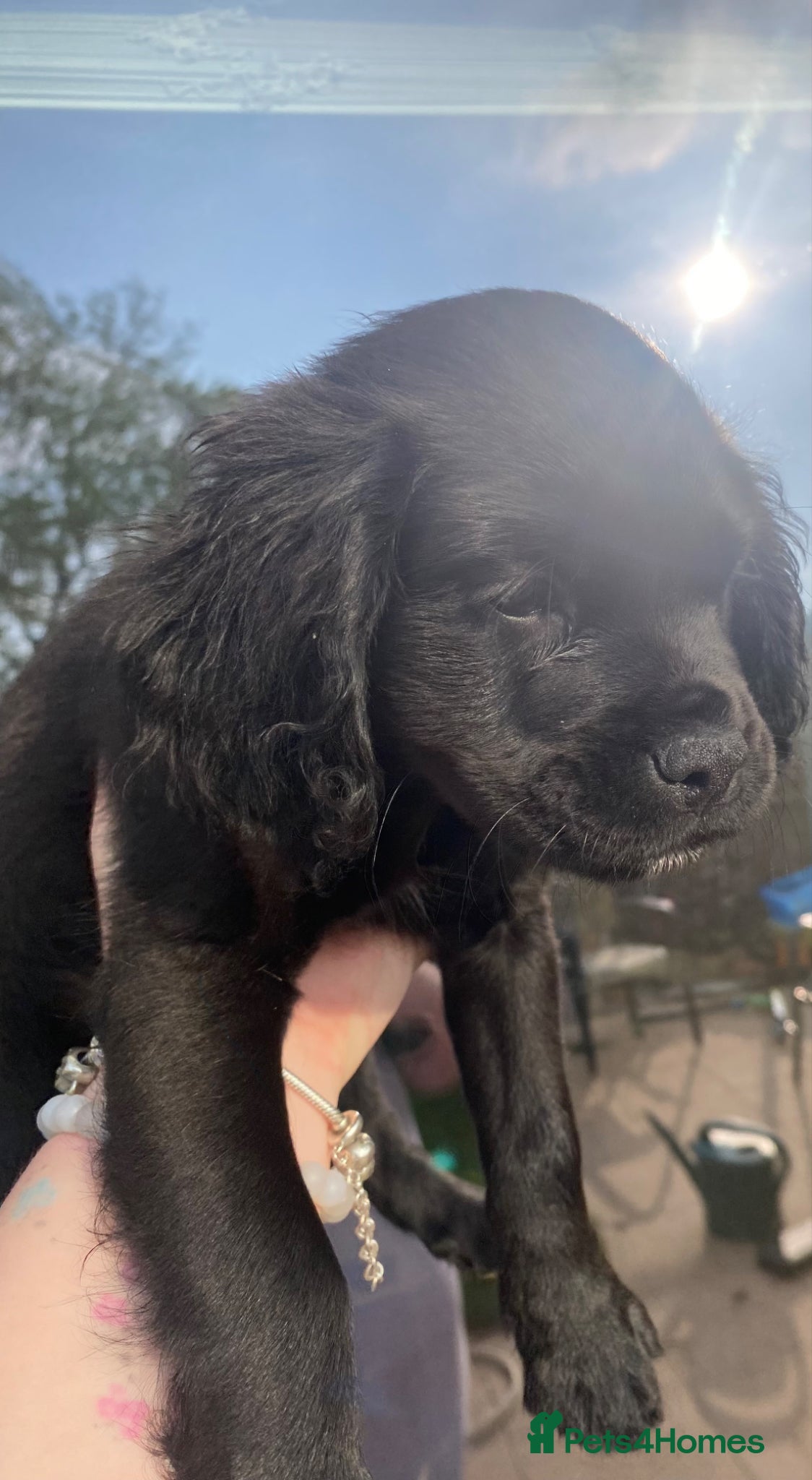Mixed Breed dogs ♥️❤️Puppies Ready to Go ♥️ 2 remaining❤️ - Advert 11