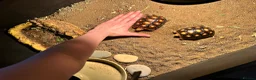 Tortoise reptiles for sale: Red footed tortoises- Mikey and Tortilla  - Advert 2