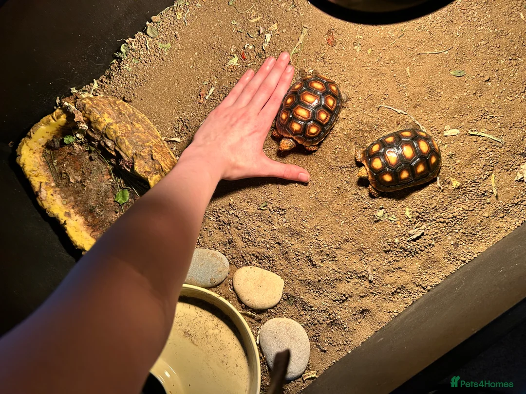 Tortoise reptiles for sale: Red footed tortoises- Mikey and Tortilla  - Advert 2
