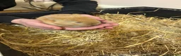 Mini Lop rabbits for sale: Ginger Mini Lop Baby in Dunblane - Advert 8