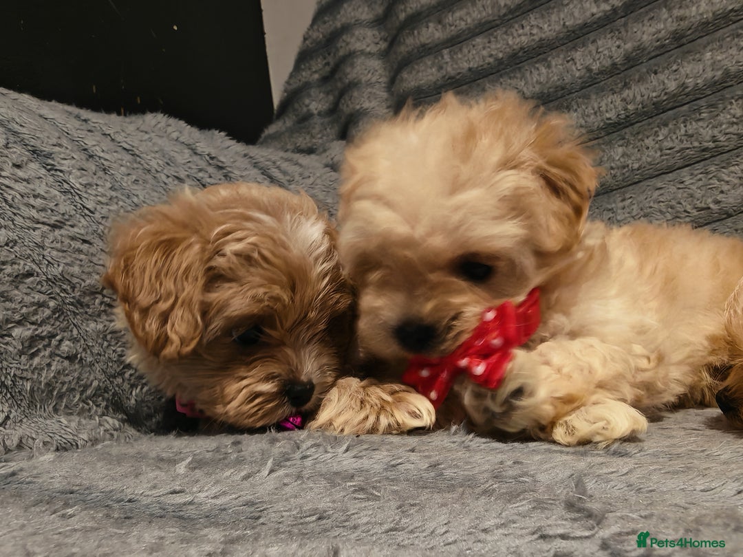 Maltipoo dogs for sale: Miniature Maltipoo Ready to Go - Image 25