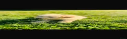 Cavapoo dogs for sale: Cavapoo F1 puppies  - Advert 16