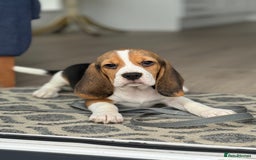 Beagle dogs for sale: STUNNING KC 5GEN TRI COLOUR BEAGLE PUP - Image 7