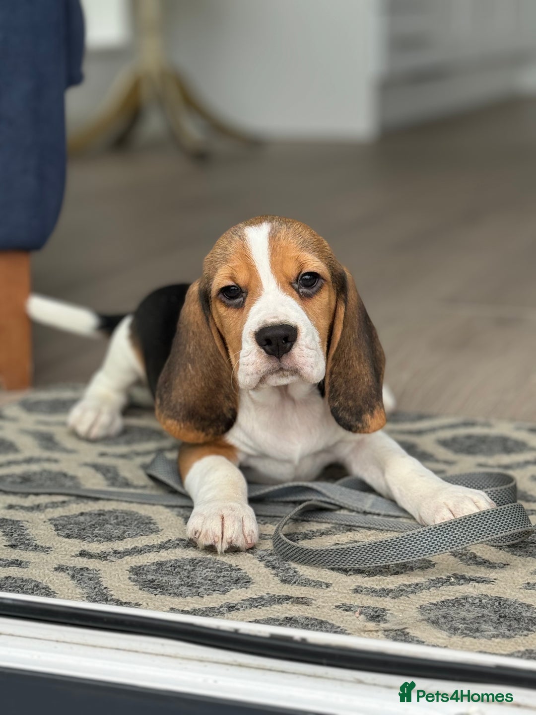 Beagle dogs for sale: STUNNING KC 5GEN TRI COLOUR BEAGLE PUP - Image 7