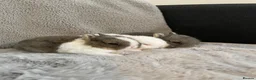 Netherland Dwarf rabbits for sale: Cute, cuddly Netherland Dwarf bunnies  - Advert 1