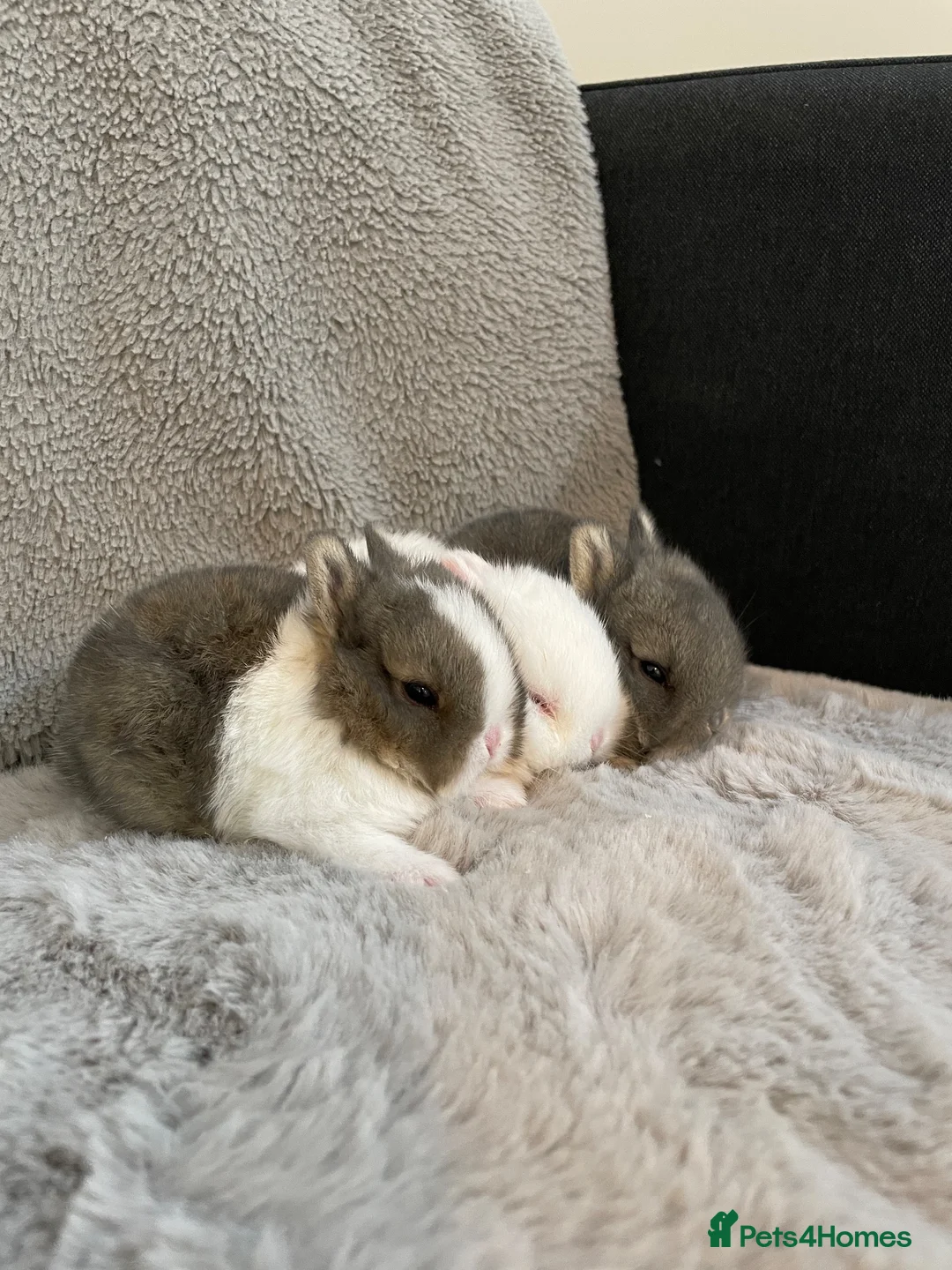 Netherland Dwarf rabbits for sale: Cute, cuddly Netherland Dwarf bunnies  - Advert 1