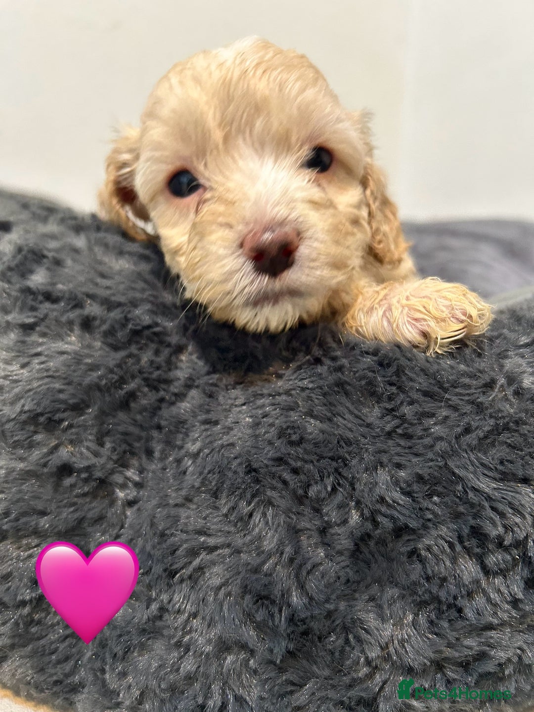 Cockapoo dogs for sale: 1💙 6🩷 F1B Cockerpoo’s  - Image 5