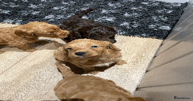 Cockapoo dogs - Advert 14