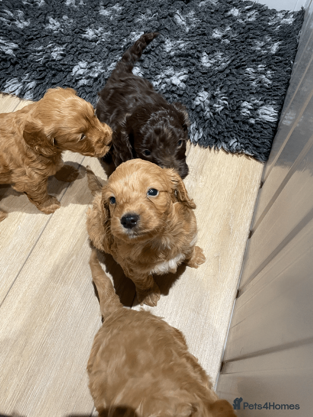 Cockapoo dogs for sale: Fluffy Thick coated F1 Cockapoos/DNA Health tested - Image 3