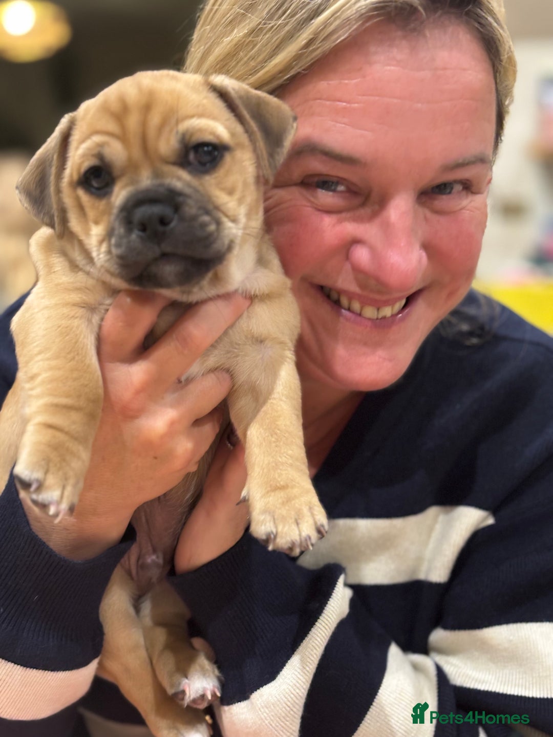 Jug dogs for sale: Jug puppy for sale - Image 6