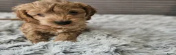Cockapoo dogs for stud: Proven F1 Cockapoo stud available- health tested - Advert 4