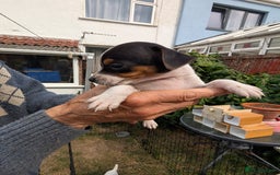 Jack Russell dogs for sale: Jack Russell puppys - Image 14