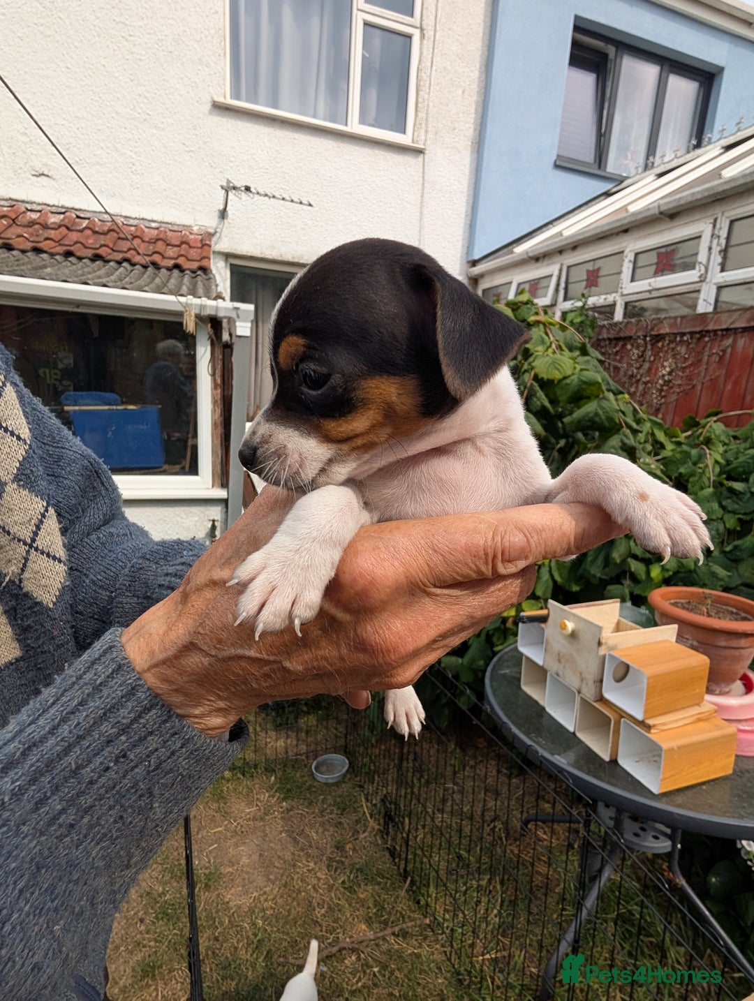 Jack Russell dogs for sale: Jack Russell puppys - Image 14