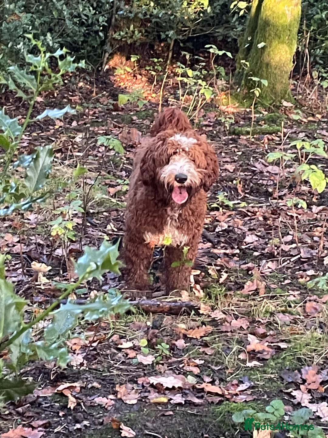 Goldendoodle dogs for stud: Australian Double Doodle Stud PROVEN  in Bolton - Advert 6