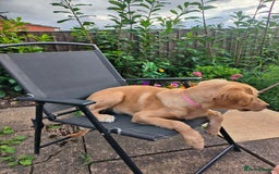 Golden Retriever dogs for sale: 6 month old golden retriever  - Image 17