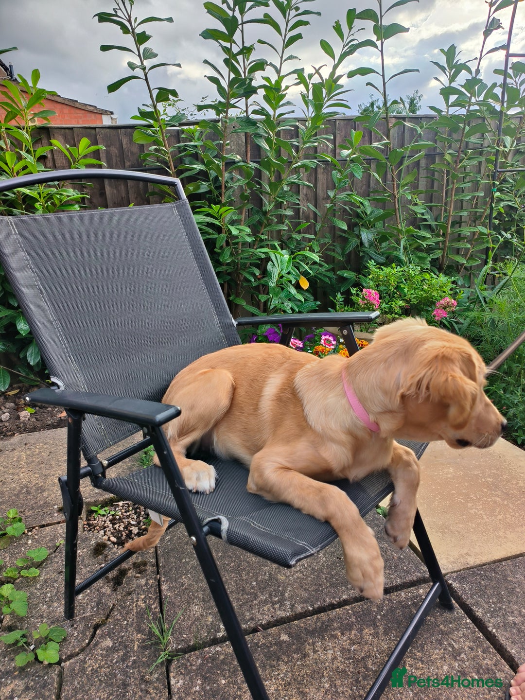 Golden Retriever dogs for sale: 6 month old golden retriever  - Image 17