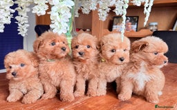 Mixed Breed dogs for sale: STUNNING F1 toy cairn-oodle pups TINY & rare  - Image 17