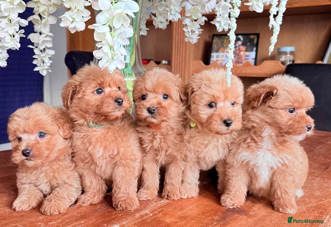 Mixed Breed dogs for sale: STUNNING F1 toy cairn-oodle pups TINY & rare  - Image 17