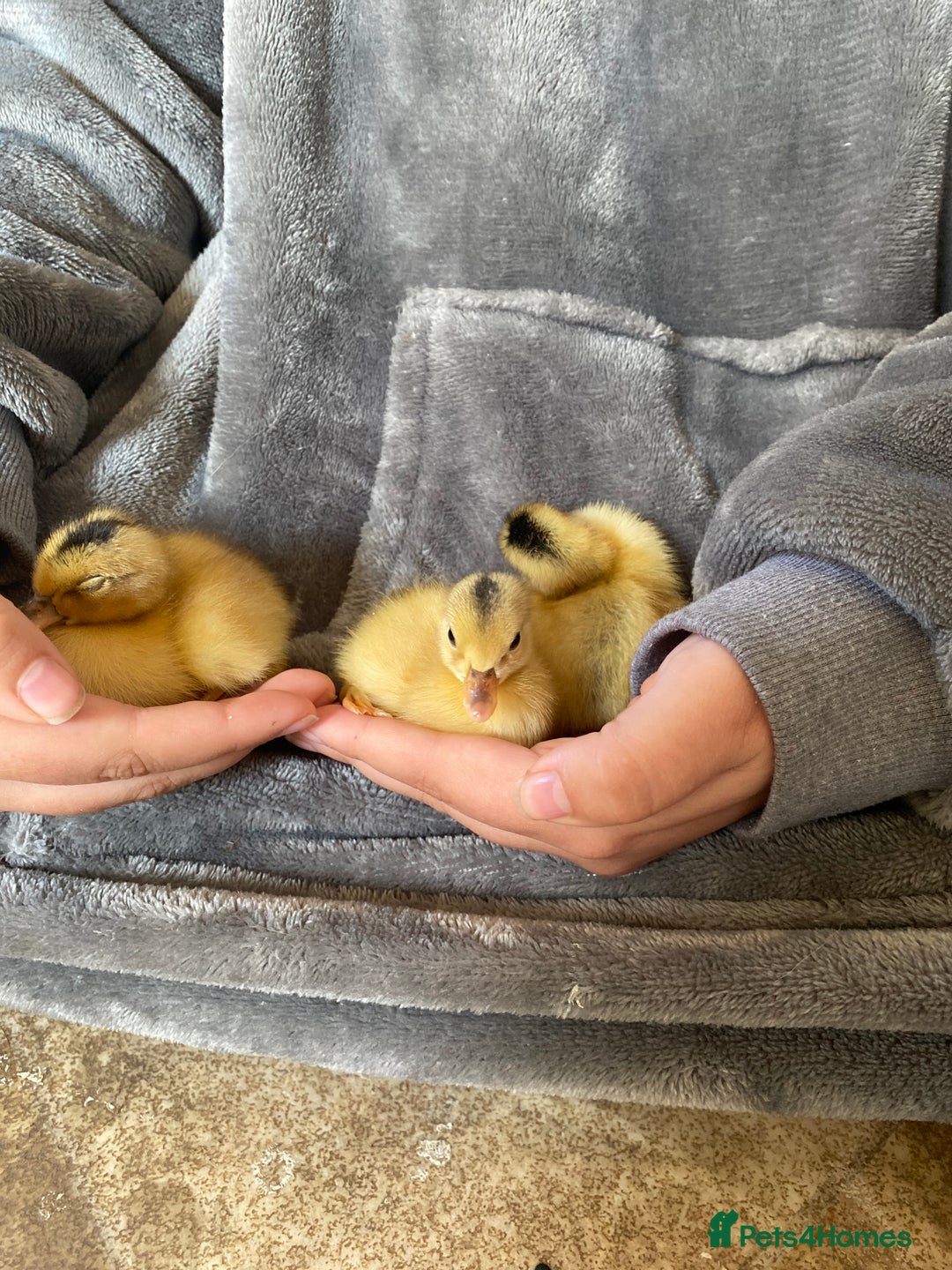 Ducks poultry for sale: Miniature Silver Appleyard Ducks – Semi Tame - Advert 6