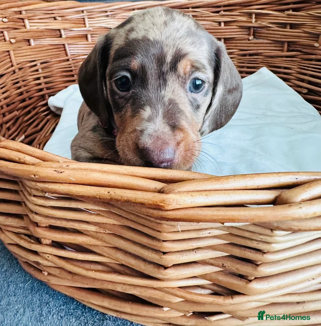Miniature Dachshund dogs for sale: Miniature dapple dachshund puppies  - Advert 7