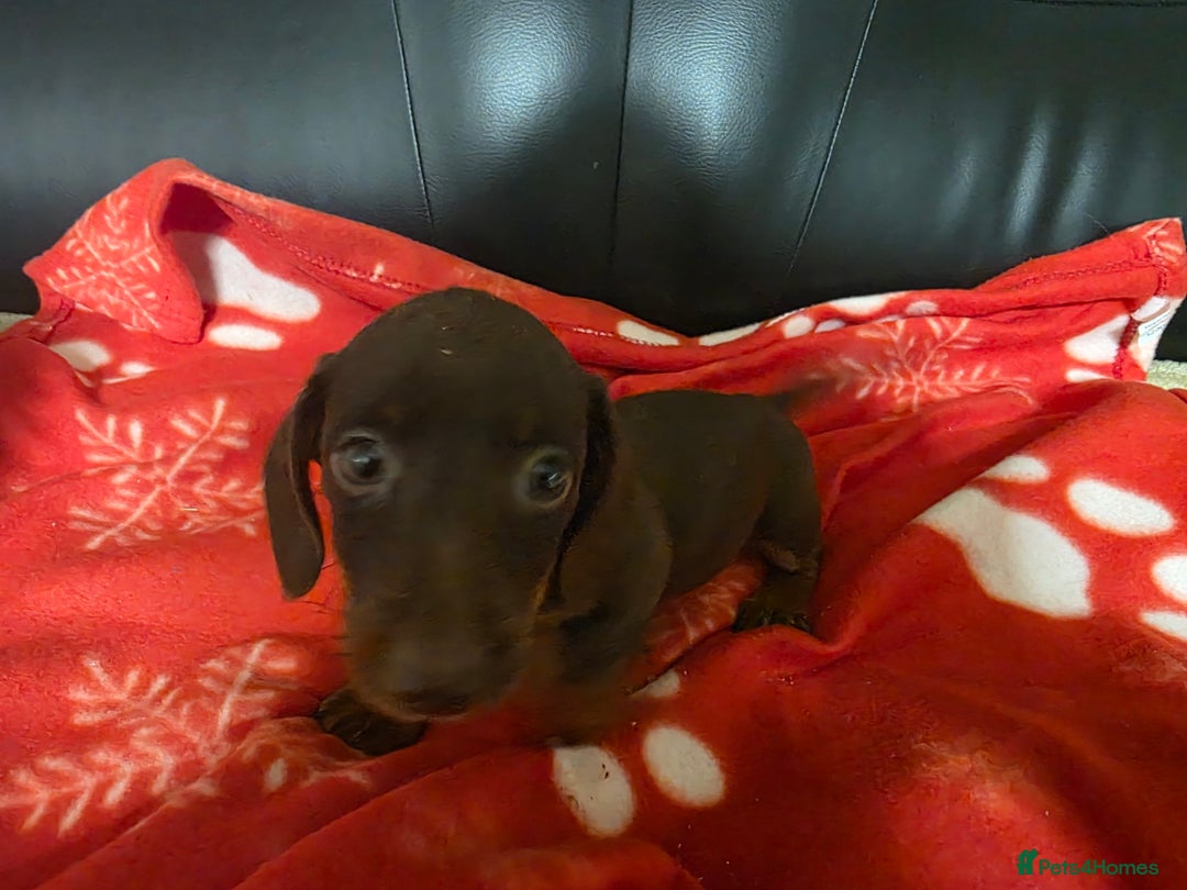 Dachshund dogs for sale: Dachshund  - Image 2