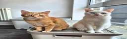 Mixed Breed cats for sale: 5 females for sale - Advert 2