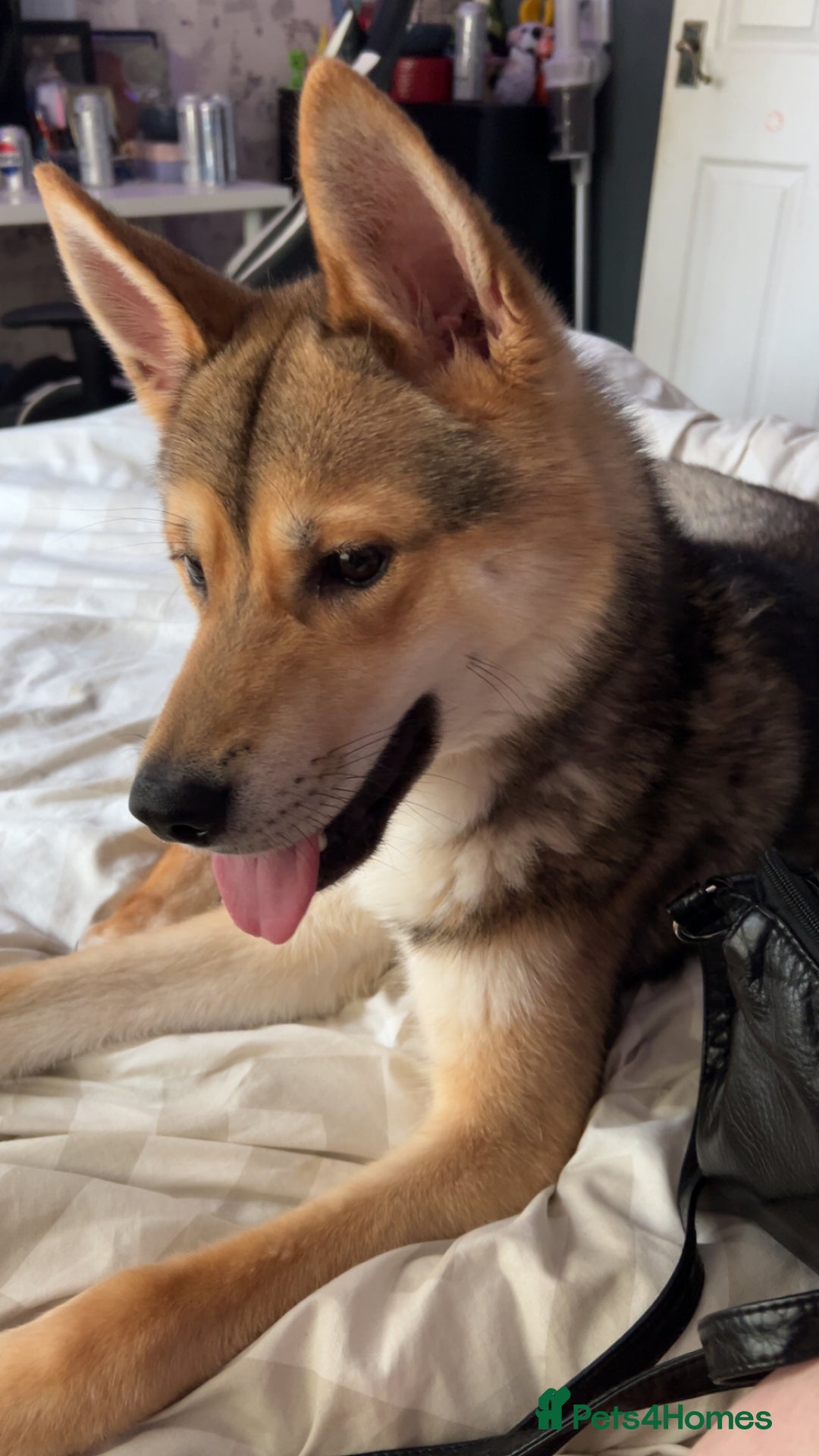Huskita dogs for sale: Huskita 1year old  - Image 4